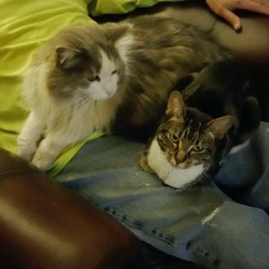 Meet your Posher, Armida